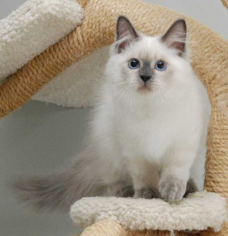 Almaz Siberian male blue pointed - live animals