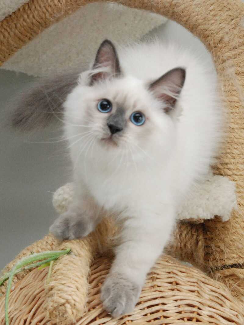 Almaz Siberian male blue pointed - live animals