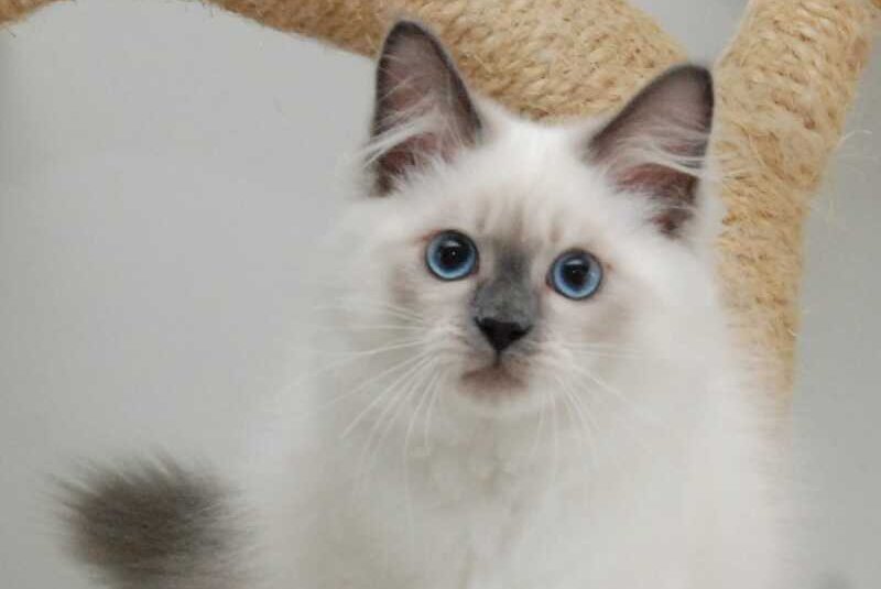 Almaz Siberian male blue pointed - live animals