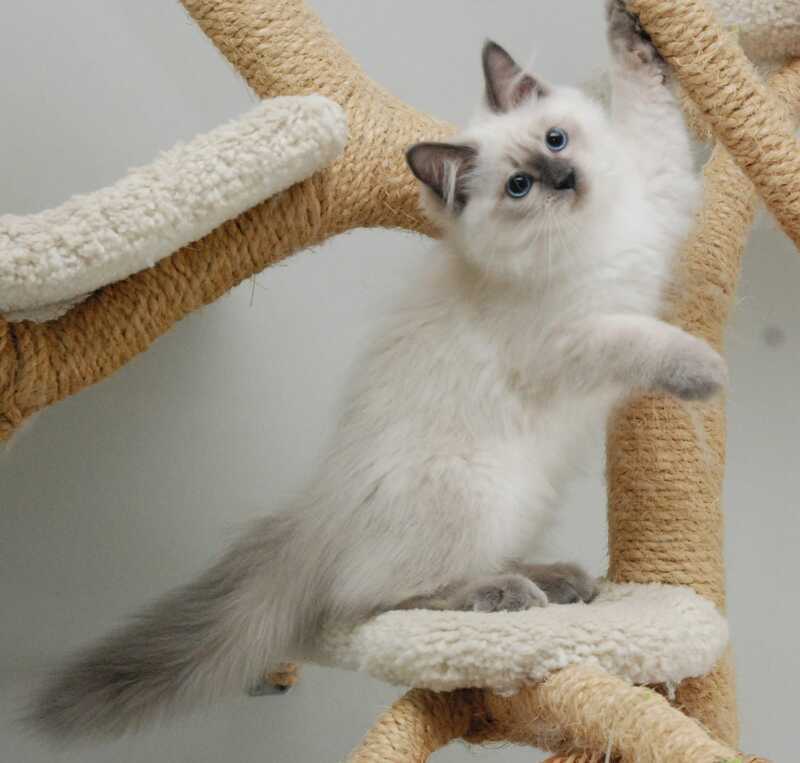 Almaz Siberian male blue pointed - live animals