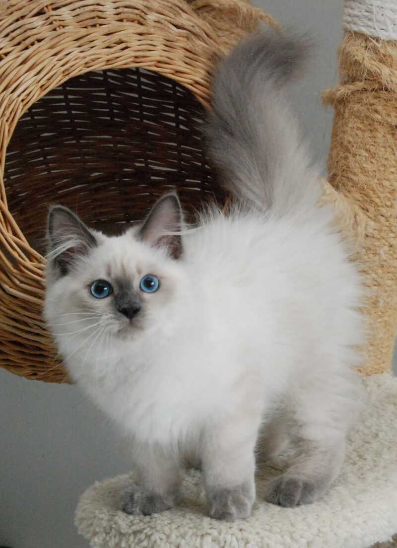 Almaz Siberian male blue pointed - live animals