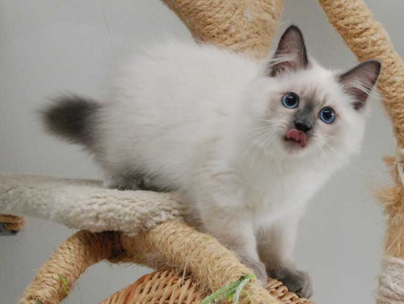 Almaz Siberian male blue pointed - live animals