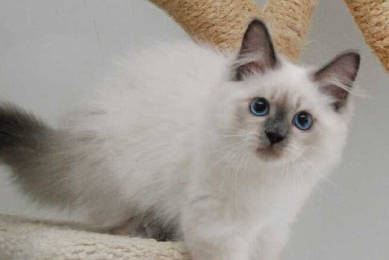 Almaz Siberian male blue pointed - live animals