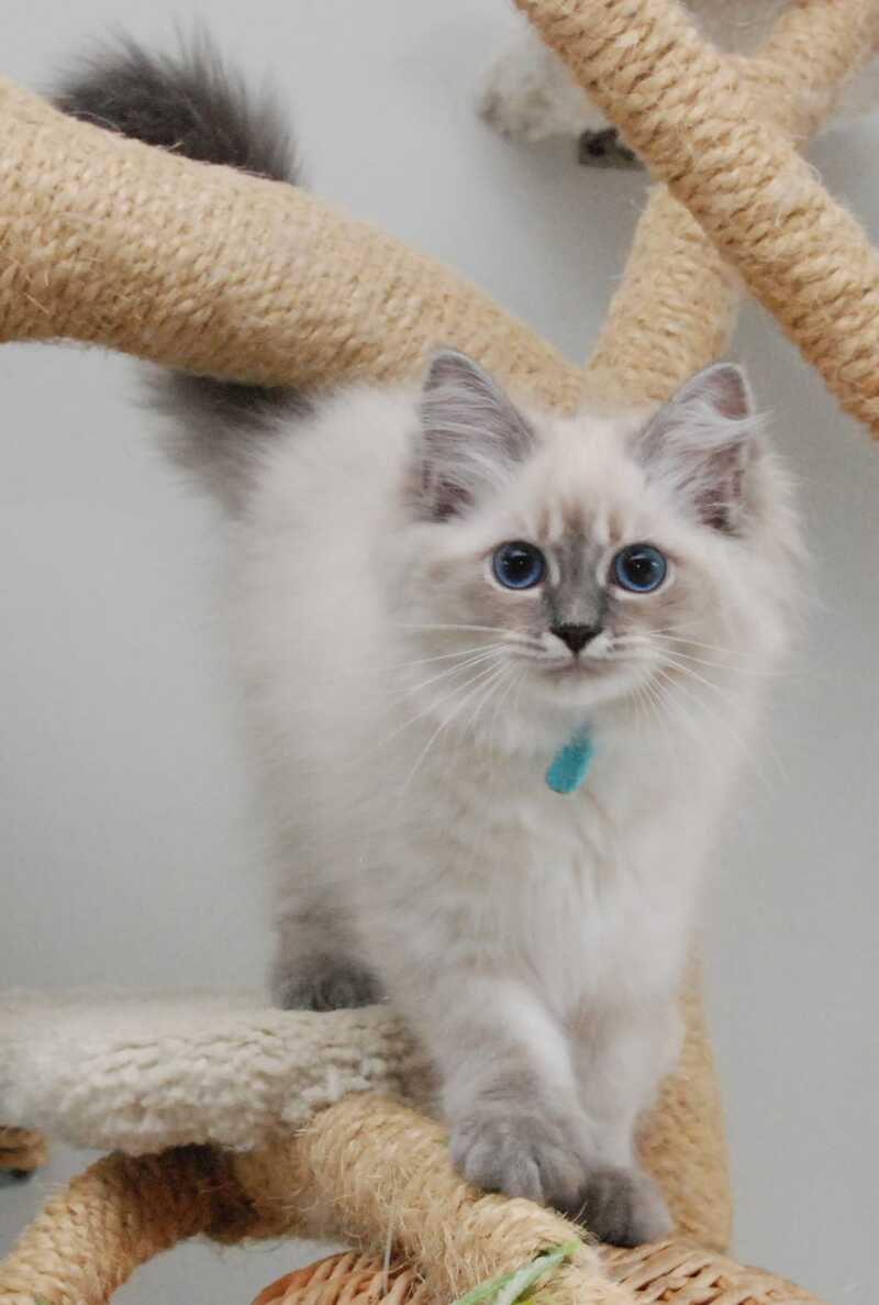 Agata Siberian female blue tabby pointed - Full Payment - live animals