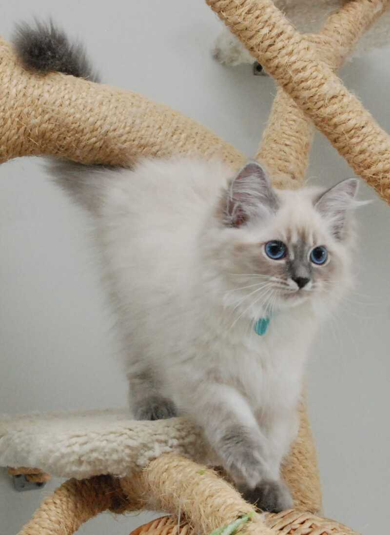 Agata Siberian female blue tabby pointed - Full Payment - live animals