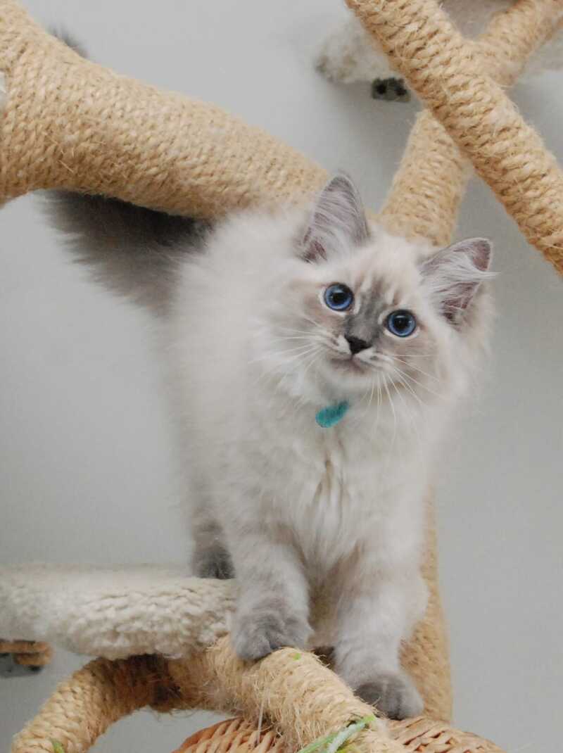 Agata Siberian female blue tabby pointed - Full Payment - live animals