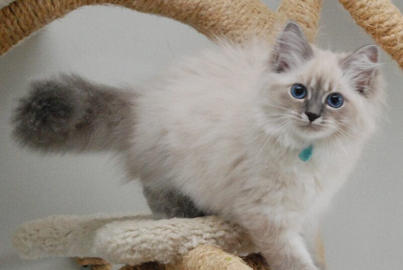 Agata Siberian female blue tabby pointed - Full Payment - live animals