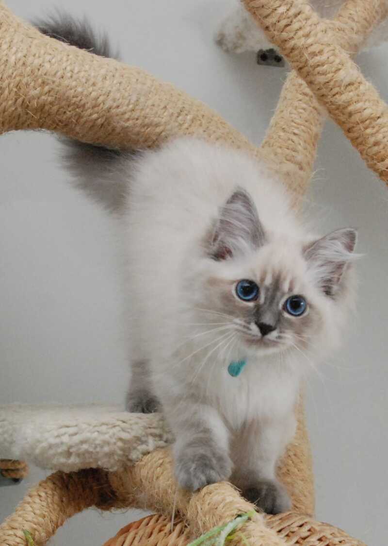 Agata Siberian female blue tabby pointed - Full Payment - live animals