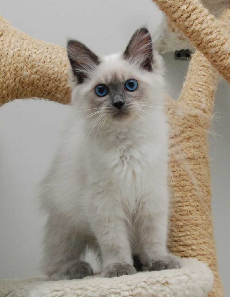 Agasha Siberian female blue pointed - live animals