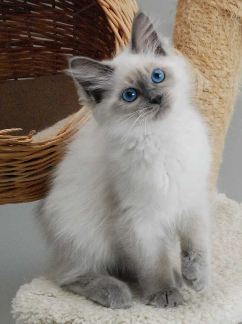 Agasha Siberian female blue pointed - live animals