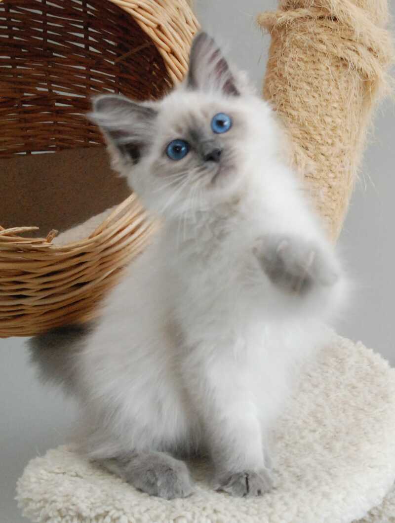 Agasha Siberian female blue pointed - live animals