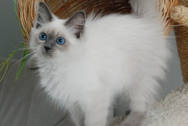 Agasha Siberian female blue pointed - live animals
