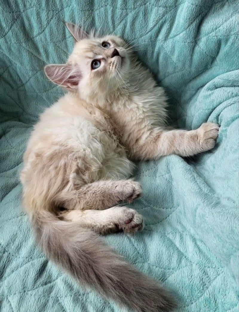 Boston Siberian male, blue tabby pointed