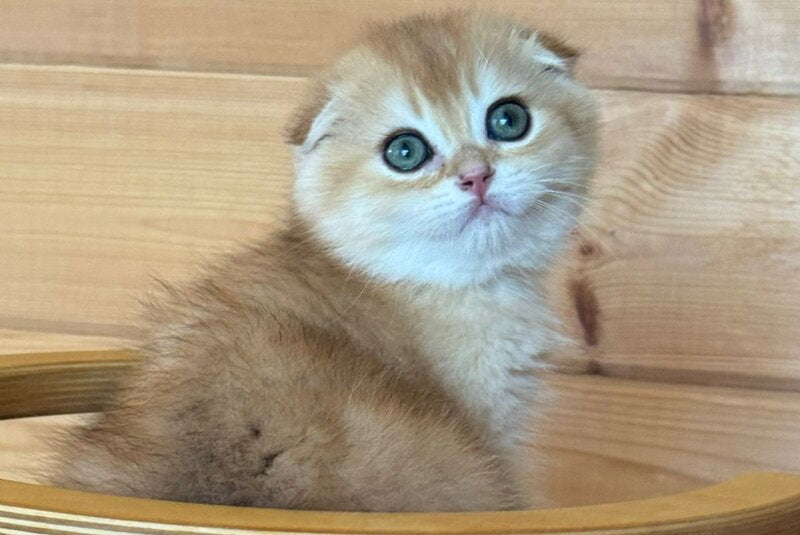 Elisey Scottish Fold male black golden chinchilla - live animals