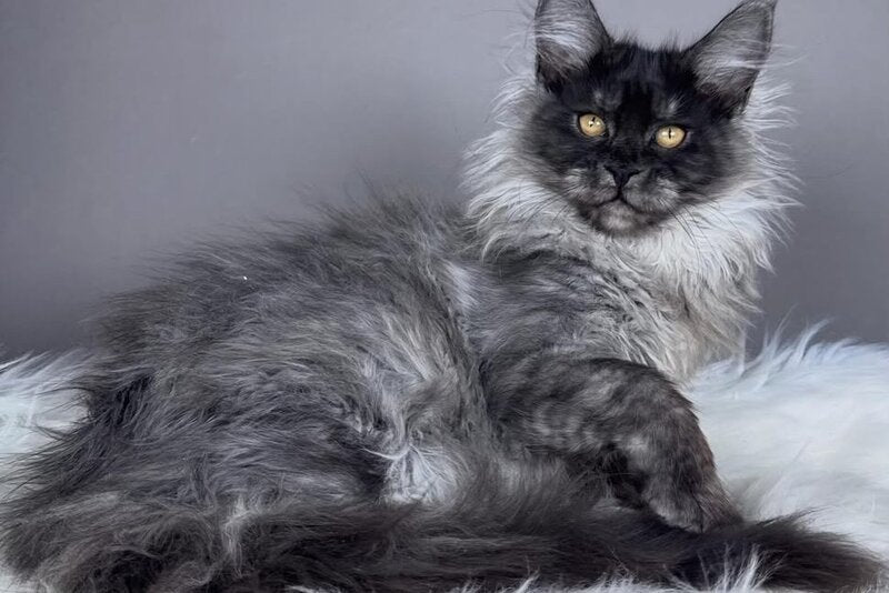 Xemfilda Maine Coon female, black silver