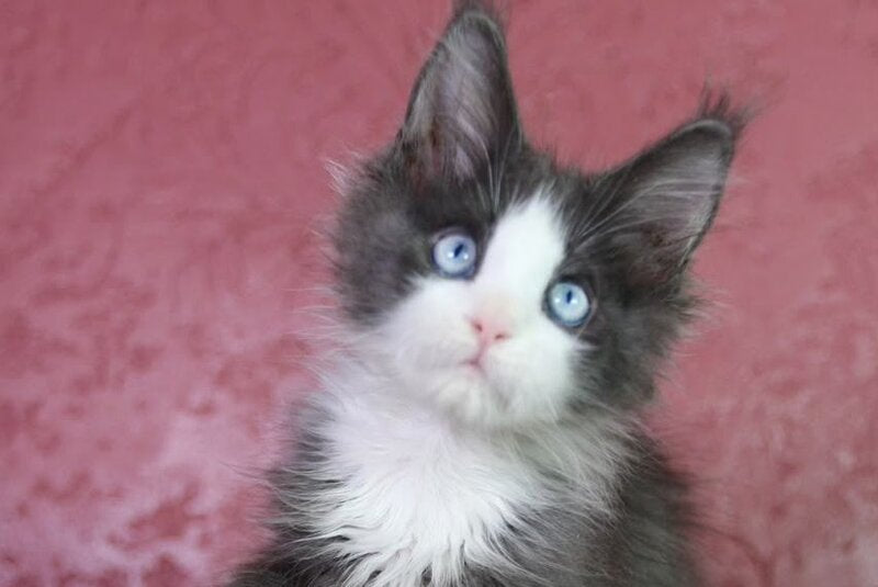 Fluffy Maine Coon male, blue bicolour