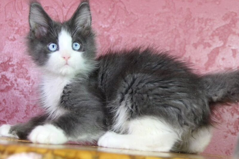 Fluffy Maine Coon male, blue bicolour