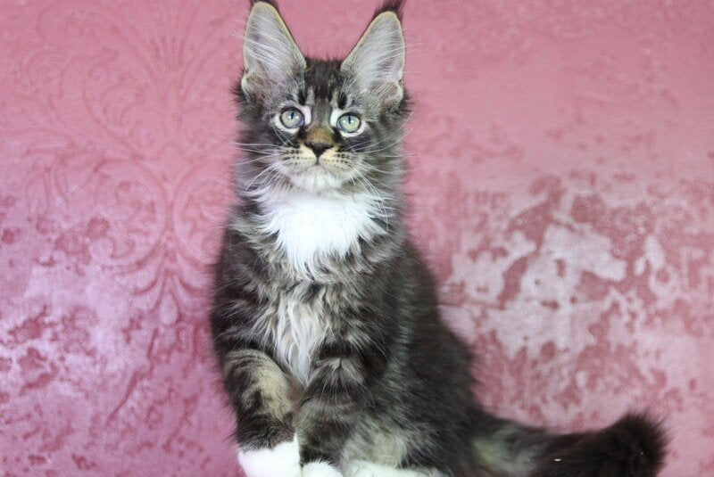Forest Maine Coon male, black tabby bicolour