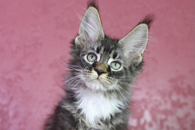 Forest Maine Coon male, black tabby bicolour