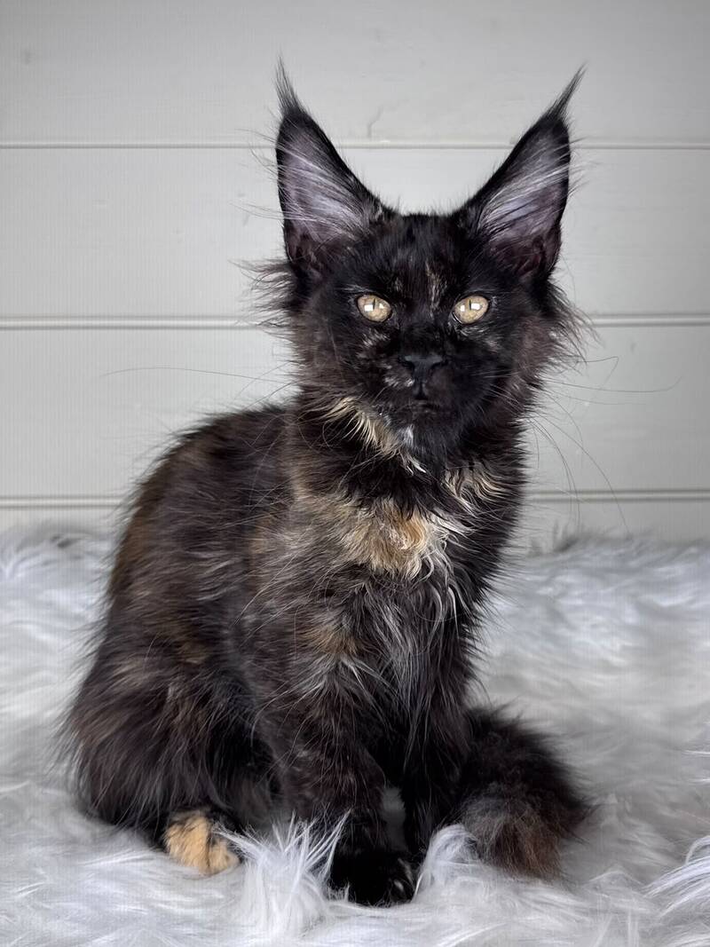 Agness Maine Coon female black tortie - live animals