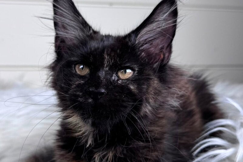 Agness Maine Coon female, black tortie