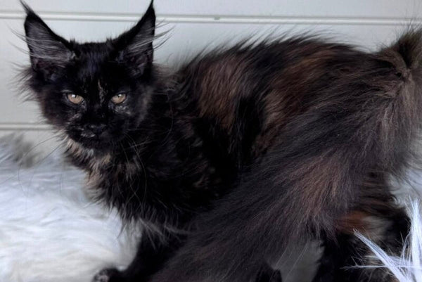 Agness Maine Coon female black tortie - live animals