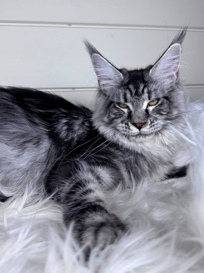 Olli Maine Coon female black silver tabby - live animals