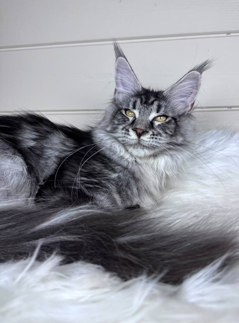 Olli Maine Coon female black silver tabby - live animals