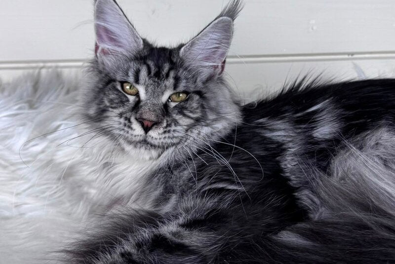 Olli Maine Coon female black silver tabby - live animals