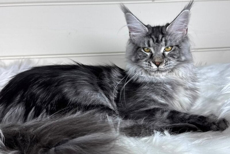 Olli Maine Coon female black silver tabby - live animals