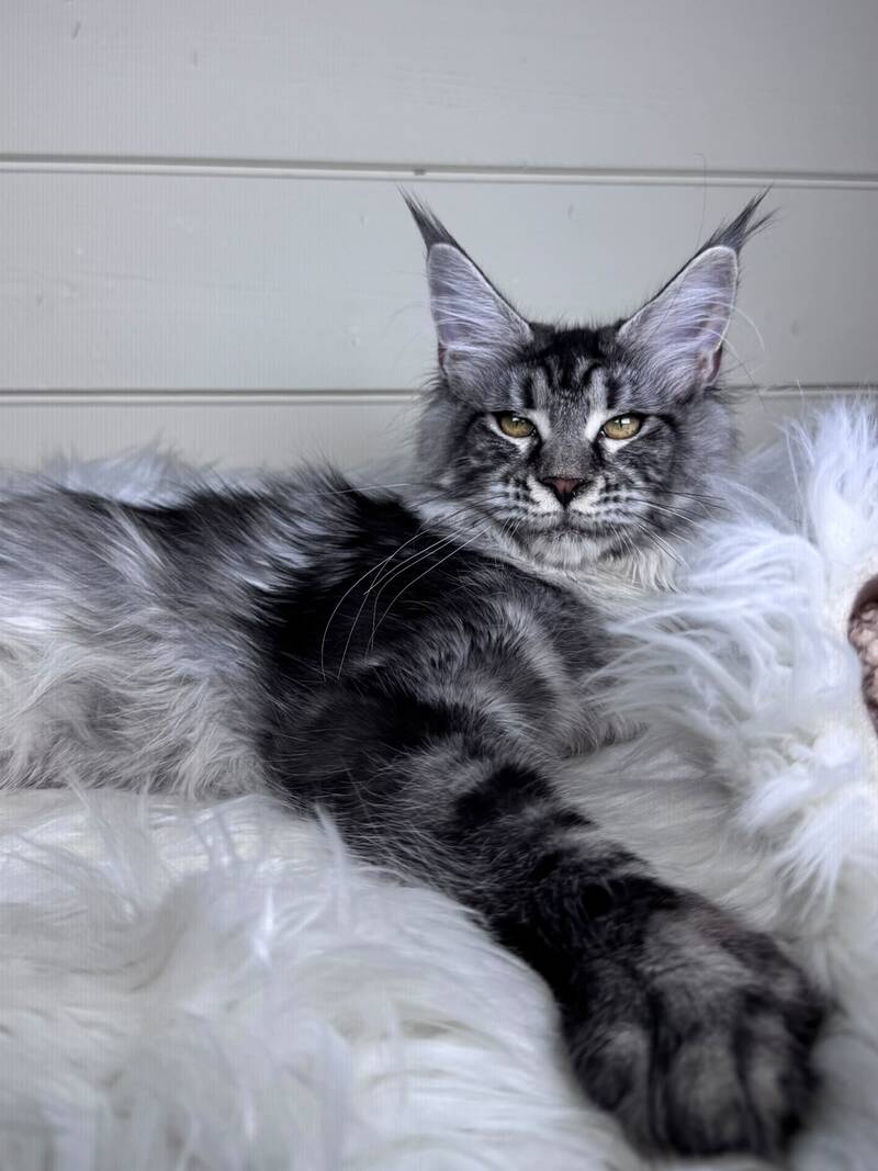Olli Maine Coon female black silver tabby - live animals