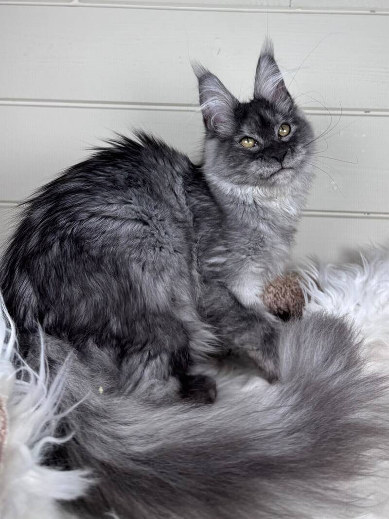 Vanessa Maine Coon female black silver - live animals