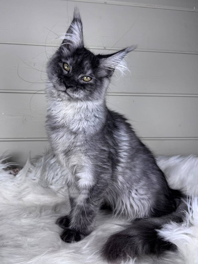 Vanessa Maine Coon female black silver - live animals