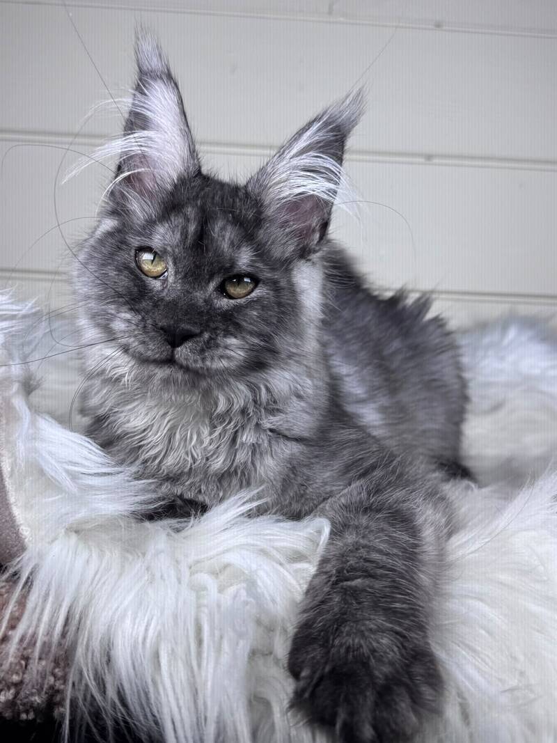 Vanessa Maine Coon female black silver - live animals