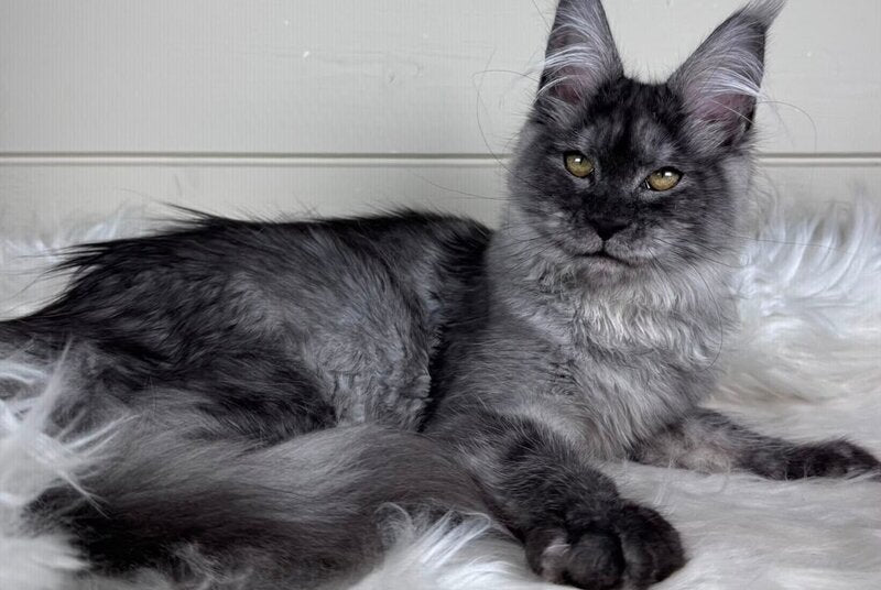 Vanessa Maine Coon female black silver - live animals