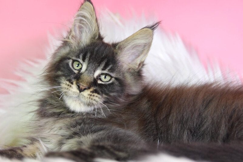 Zaki Maine Coon male, black tabby
