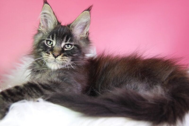 Zaki Maine Coon male, black tabby
