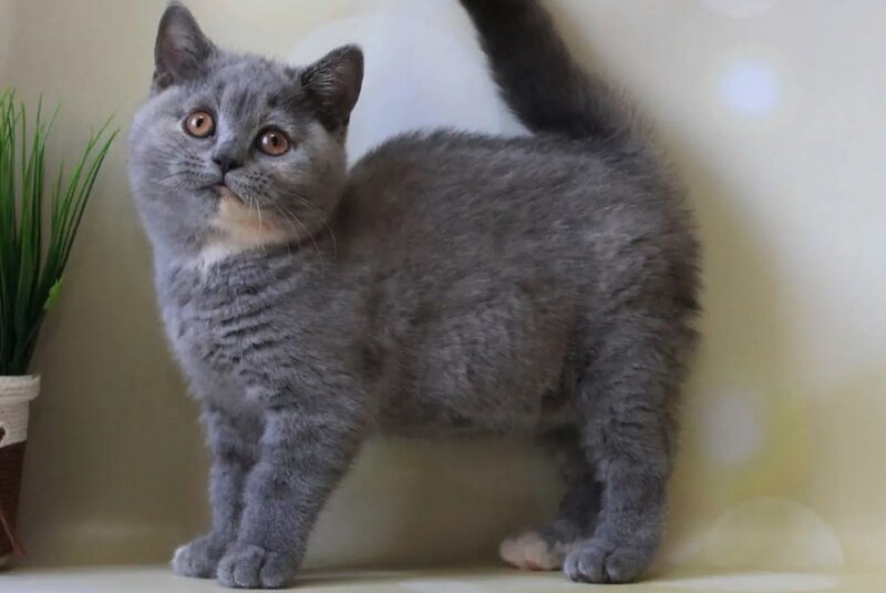 Yashma British Shorthair female blue tortie - live animals