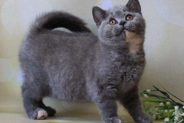 Yashma British Shorthair female blue tortie - live animals
