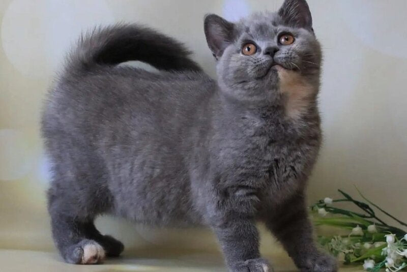 Yashma British Shorthair female blue tortie - live animals