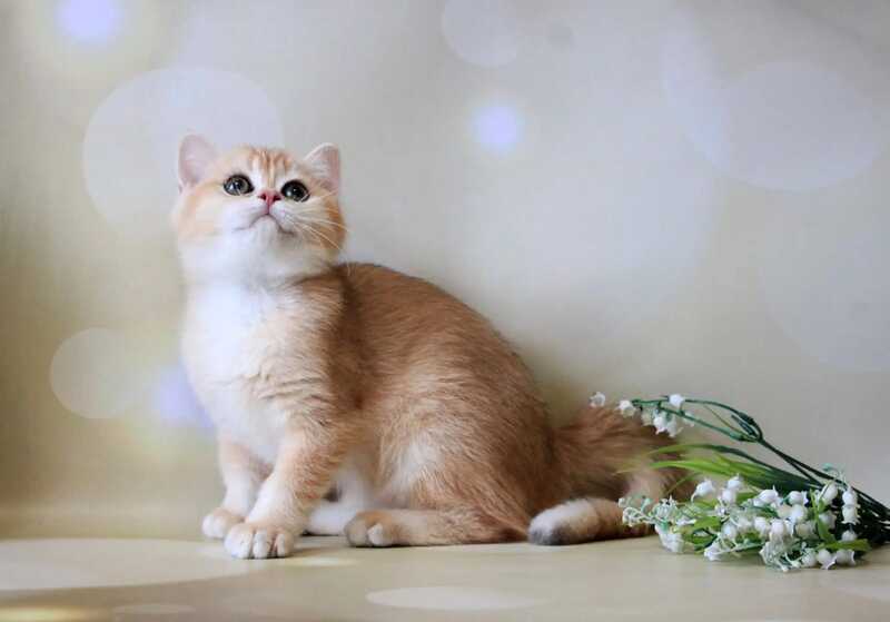 Xanthi British Shorthair female black golden chinchilla - live animals