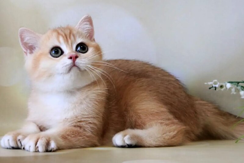 Xanthi British Shorthair female black golden chinchilla - live animals