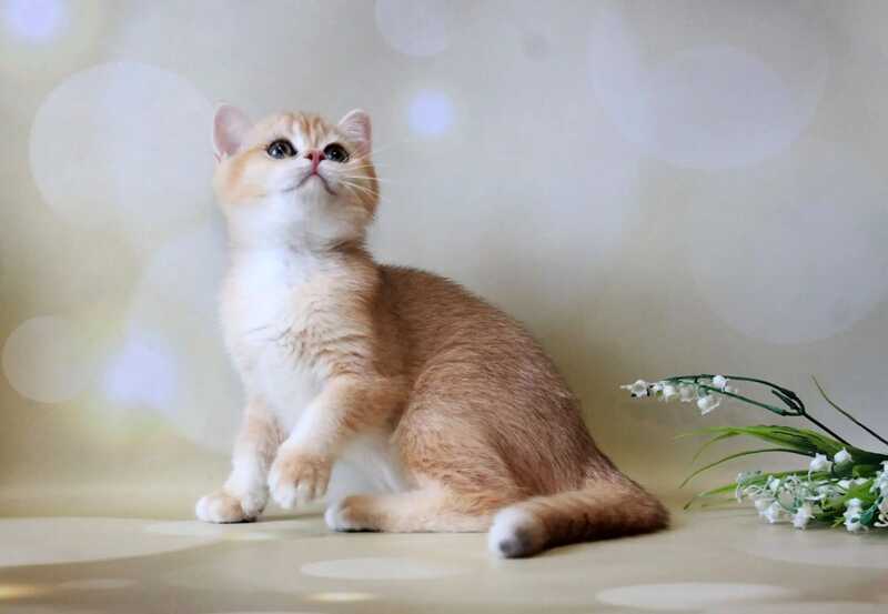 Xanthi British Shorthair female black golden chinchilla - live animals