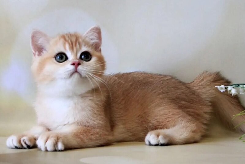 Xanthi British Shorthair female black golden chinchilla - live animals