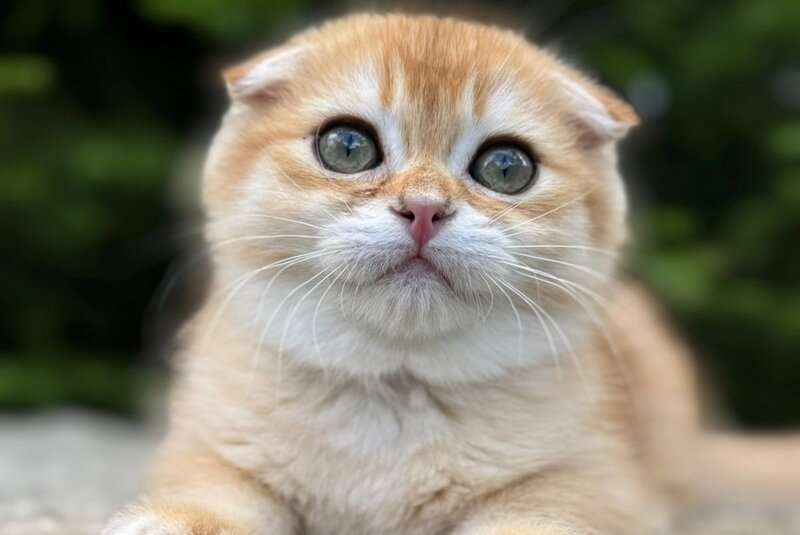 Elisey Scottish Fold male black golden chinchilla - live animals