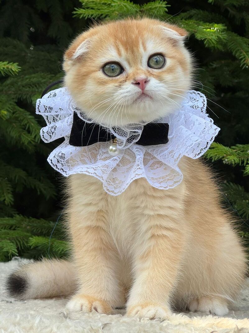 Elisey Scottish Fold male black golden chinchilla - live animals