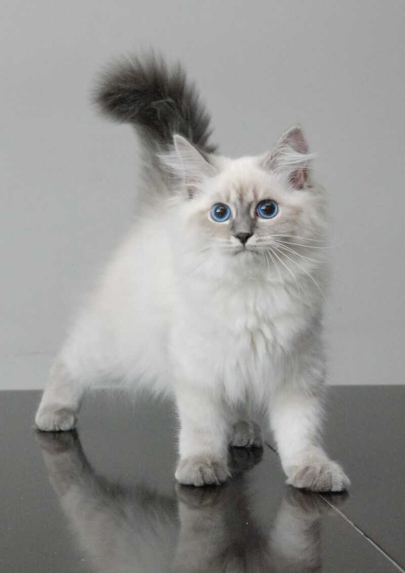 Agata Siberian female blue tabby pointed - Full Payment - live animals