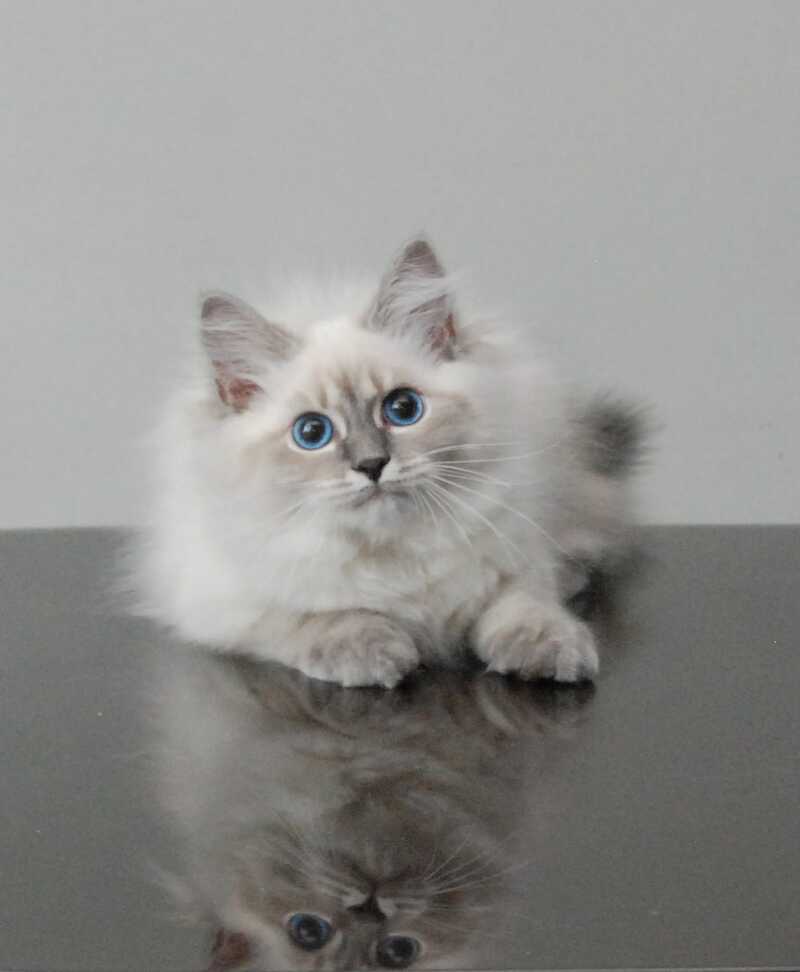 Agata Siberian female blue tabby pointed - Full Payment - live animals