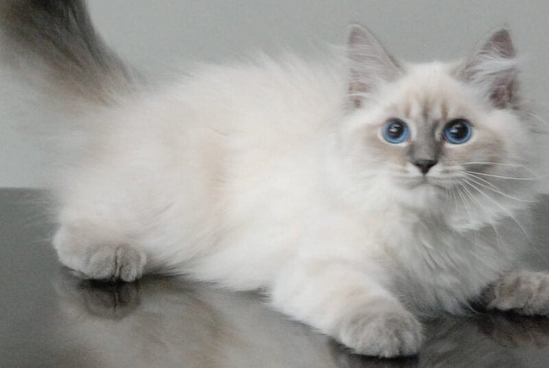 Agata Siberian female blue tabby pointed - Full Payment - live animals