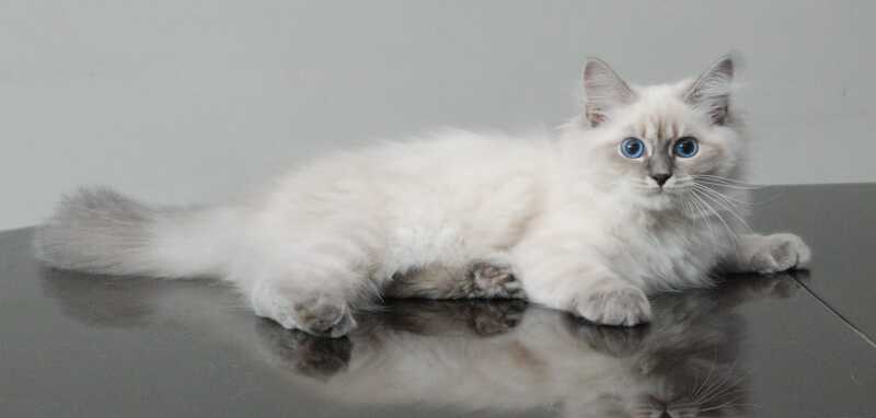 Agata Siberian female blue tabby pointed - Full Payment - live animals